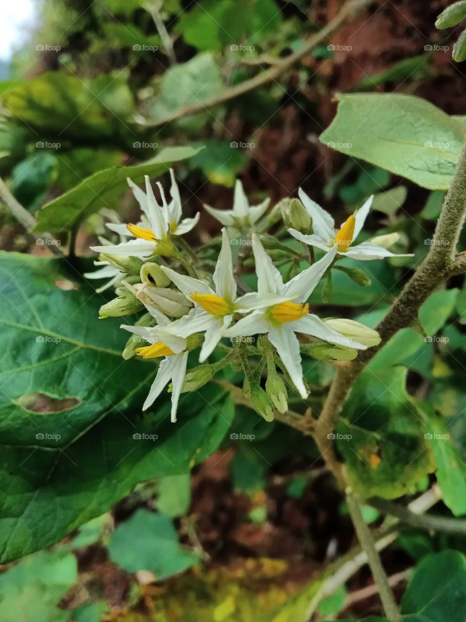 flower