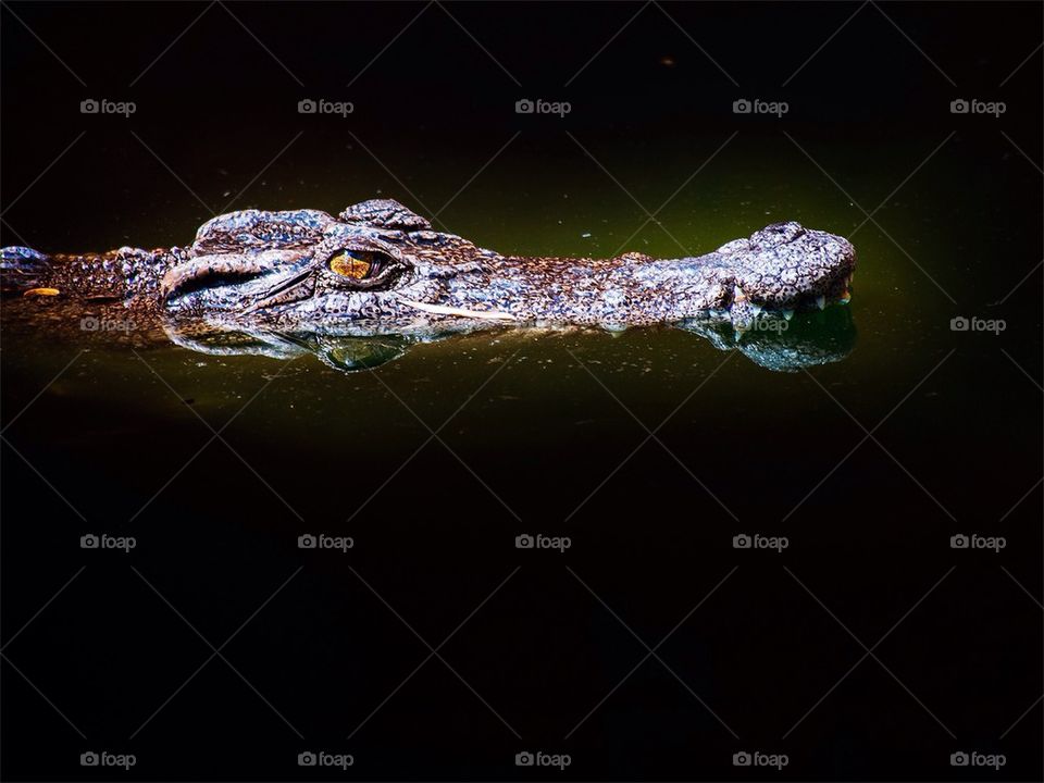 Crocodile