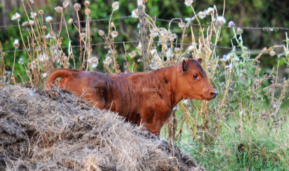 Calf standing on the grassy field