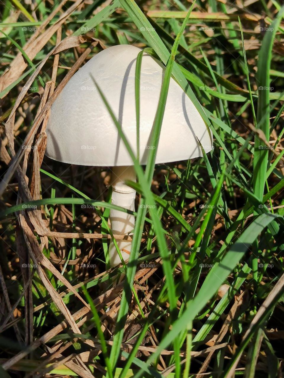 Mystical Mushrooms: A Fungi Adventure