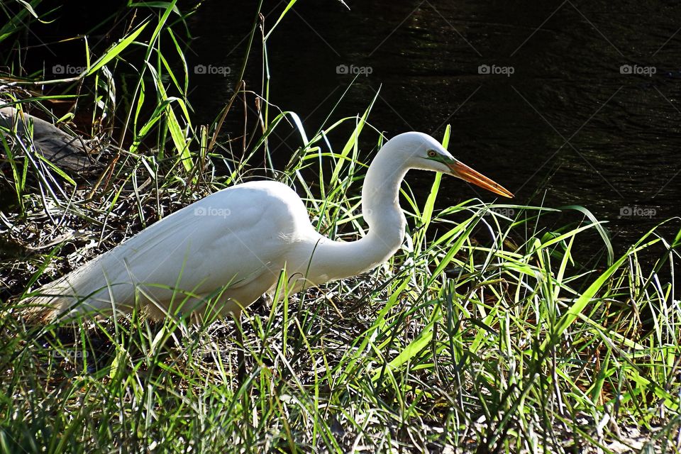 Great white Egret