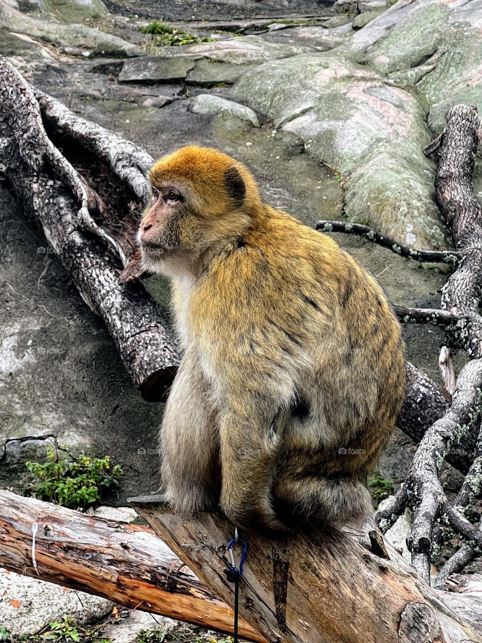 Single quiet restful Barbary Macaque shows his profile angle sitting on the stump