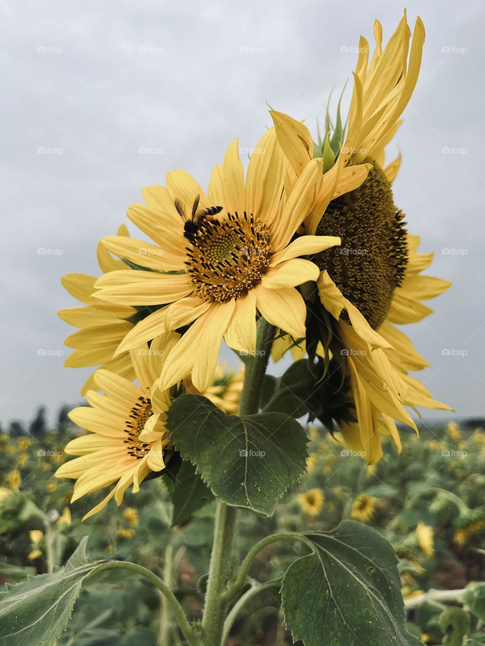 Bundle of sunflower 🌻