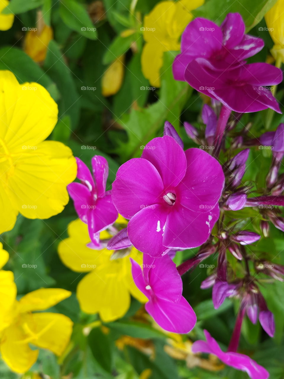 Phlox and Buttercups