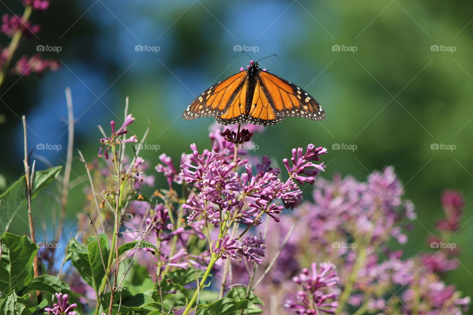 Monarch Butterfly enjoying the beautifully smelling lilacs