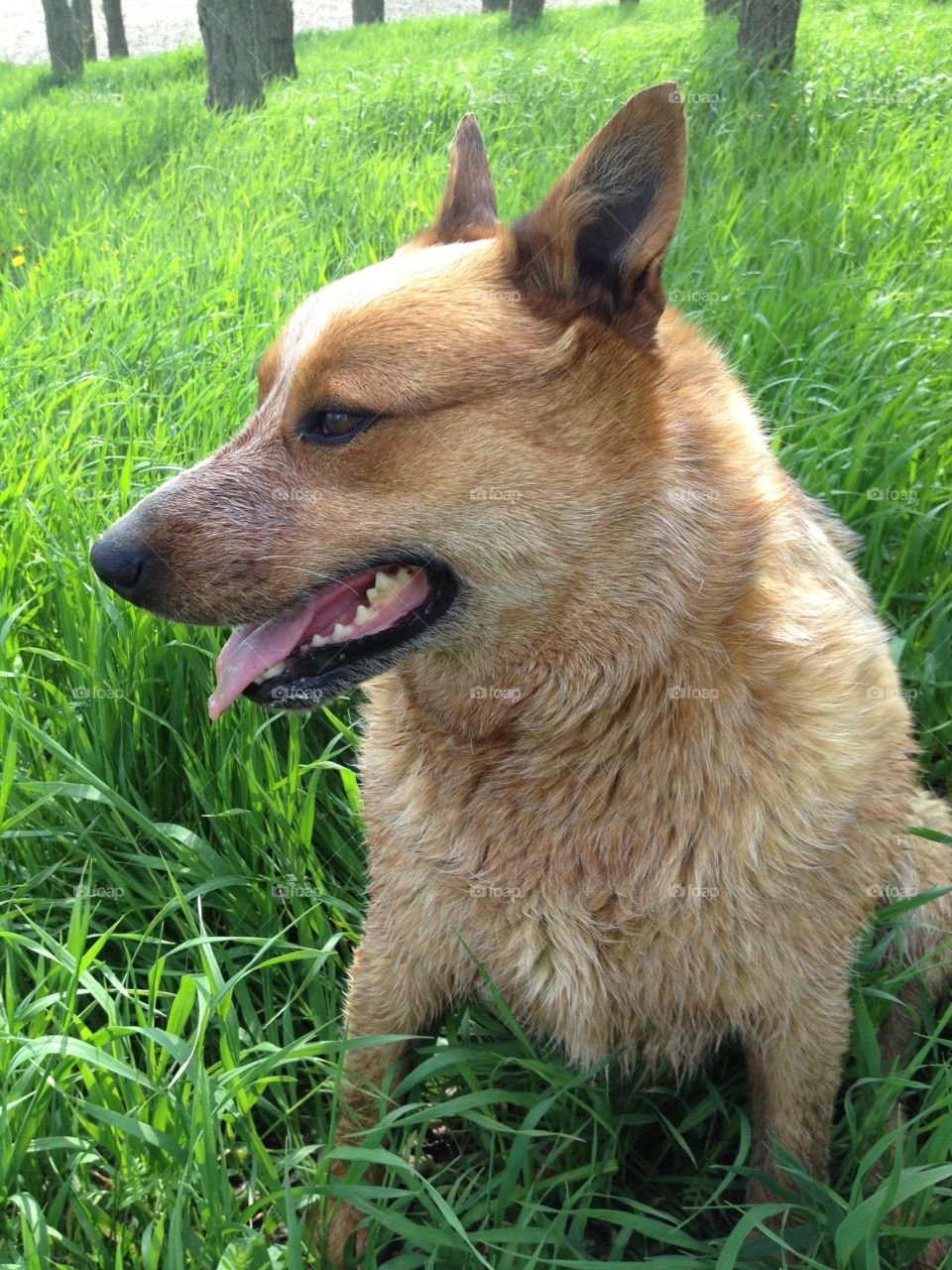 An Australian Cattle Dog / Red Heeler enjoying the breeze in tall, cool grass