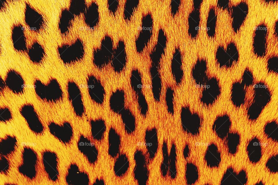 Muster Gepard