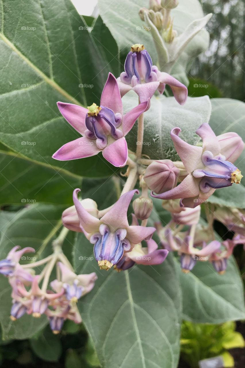 Milkweed in bloom