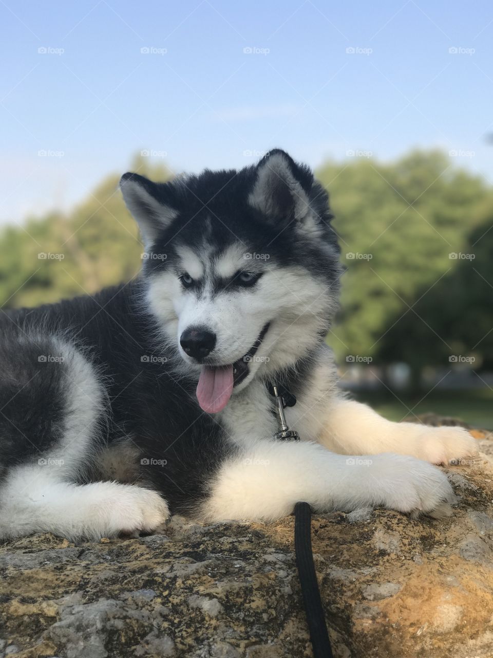 Happy husky on a rock with trees in the background