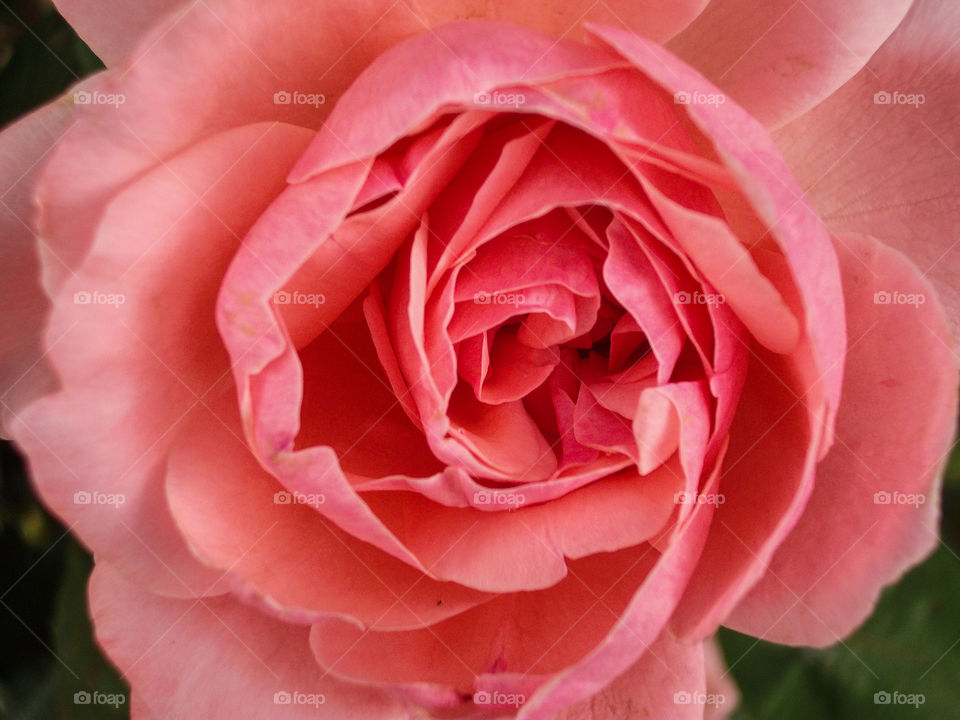 Pink Rose