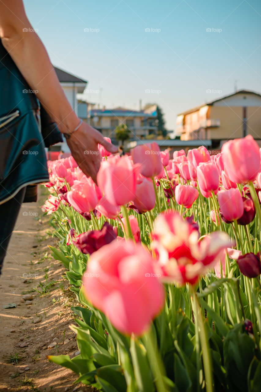 Tulips