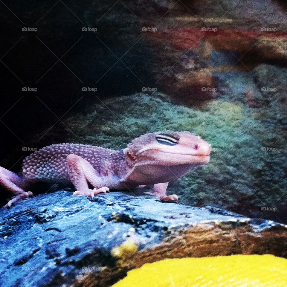 Happy gecko