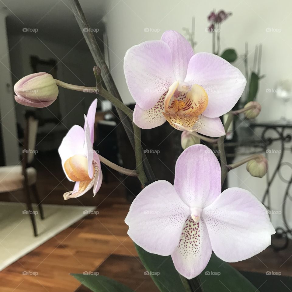 Orchid flowers 