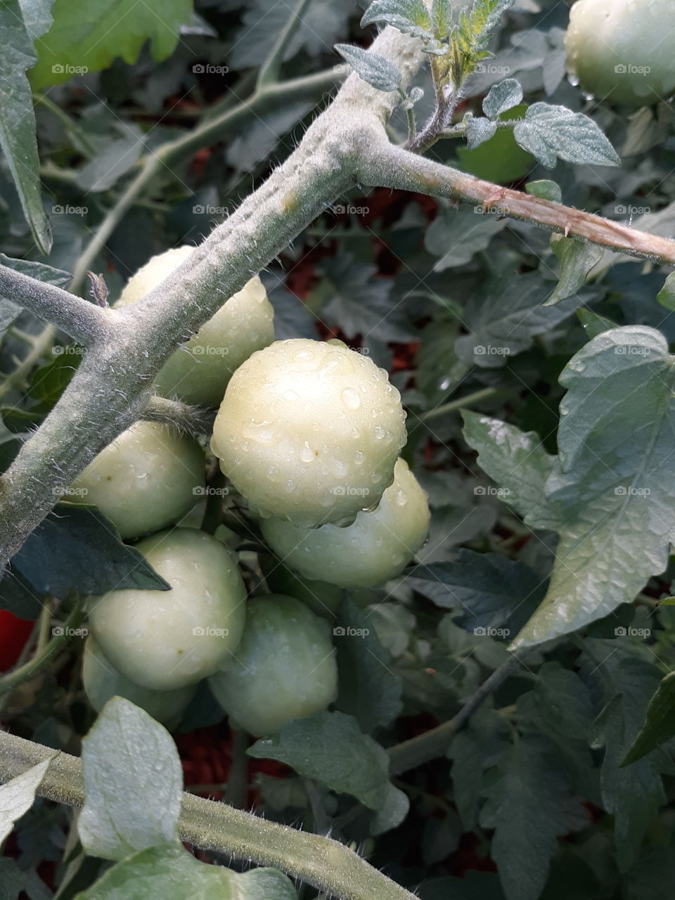 green tomatoes