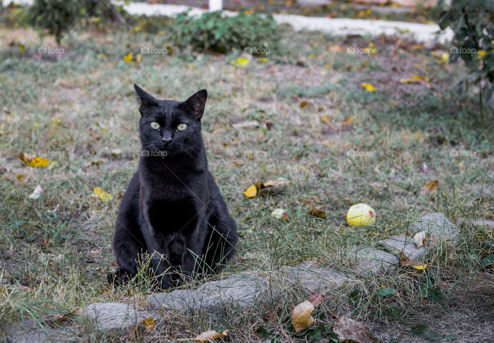 Portrait of black cat in the grass, autumn season