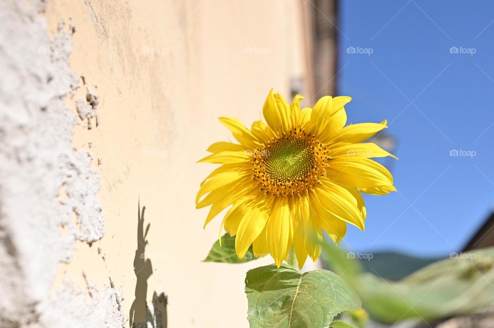 sunflower in full bloom