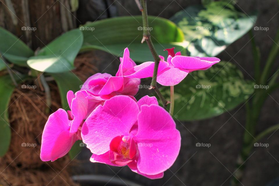 Orchid Flower