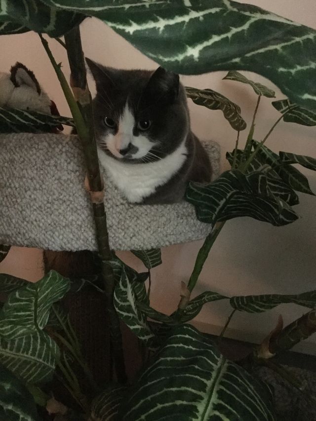 One, No Person, Mammal, Cat, Pet