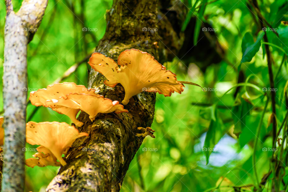 Big Mushroom (Calluna vulgaris or Common Heather, ling or edible mushroom) growing in tree bark and moss. Afternoon sun shining through forest shade.