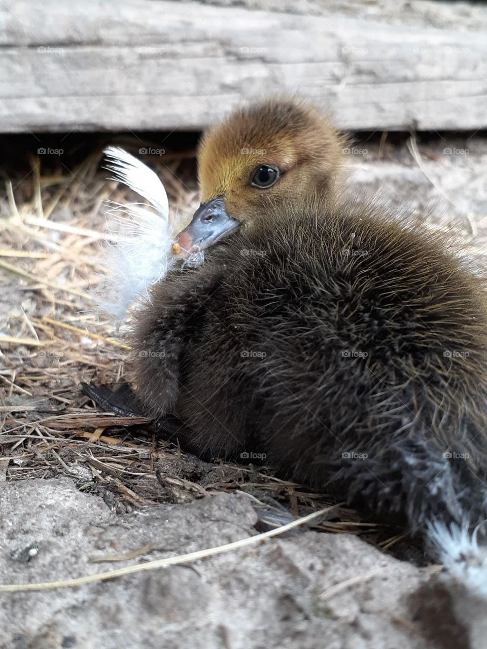 a country duckling sitting on its hind legs with down in its beak
