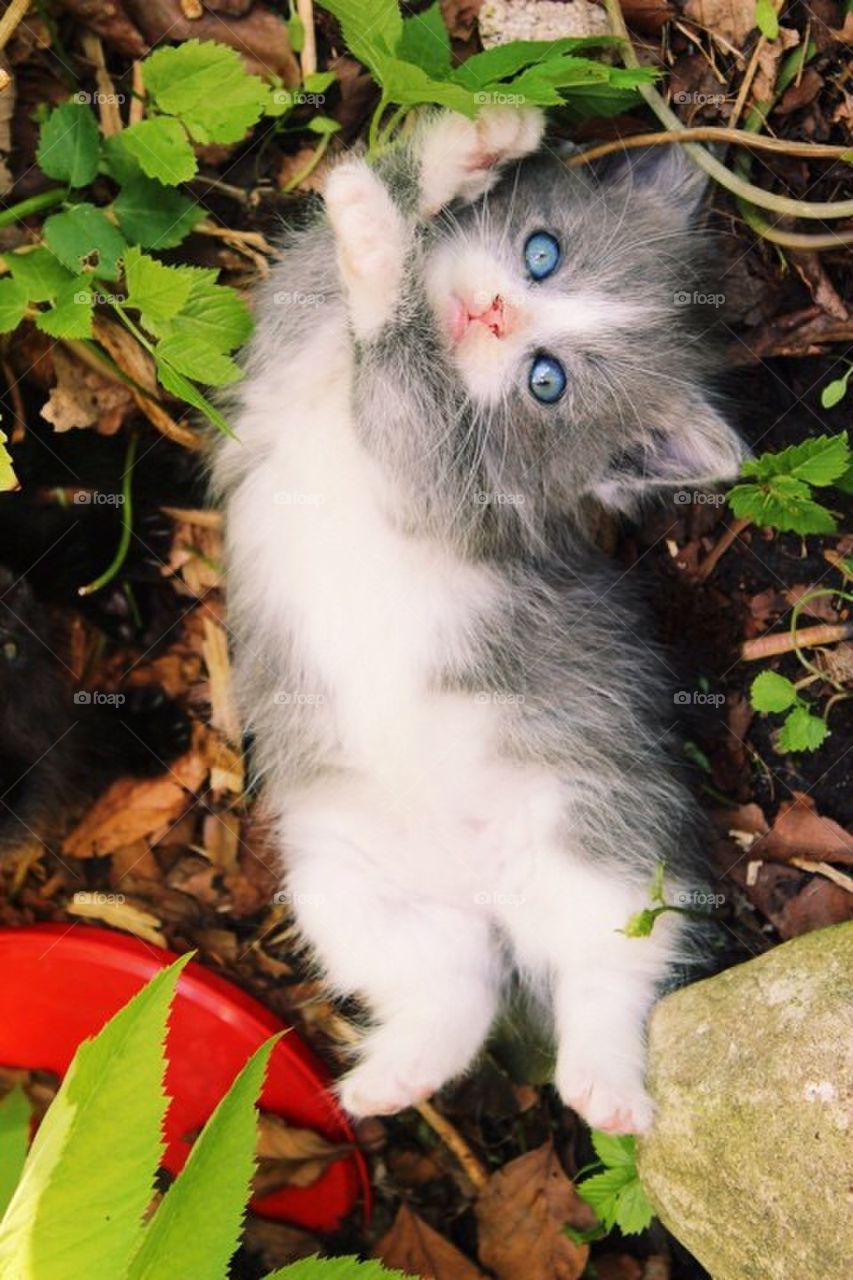 Playful kitten