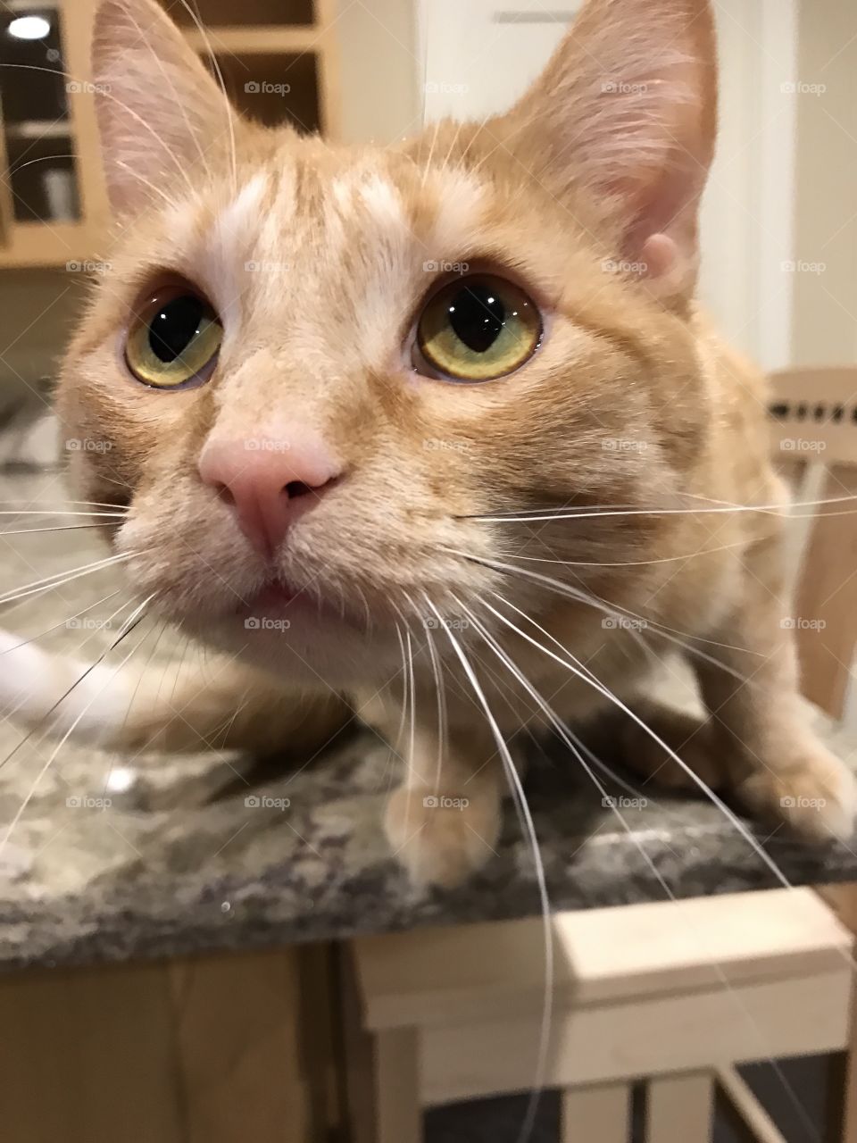 Darling orange tabby cat looking at something and ready to launch off of the countertop! 