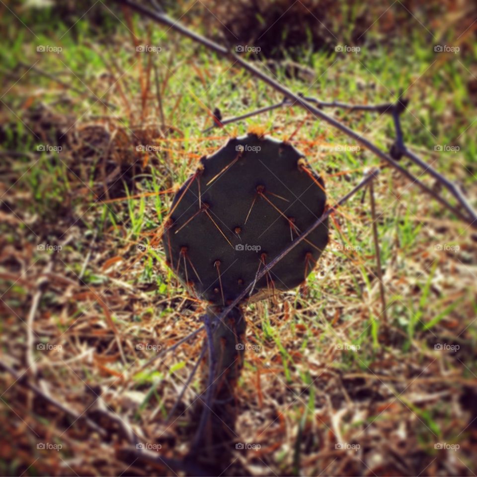 Little Lonely cactus on the Double Mountain Fork of the Brazos River. 