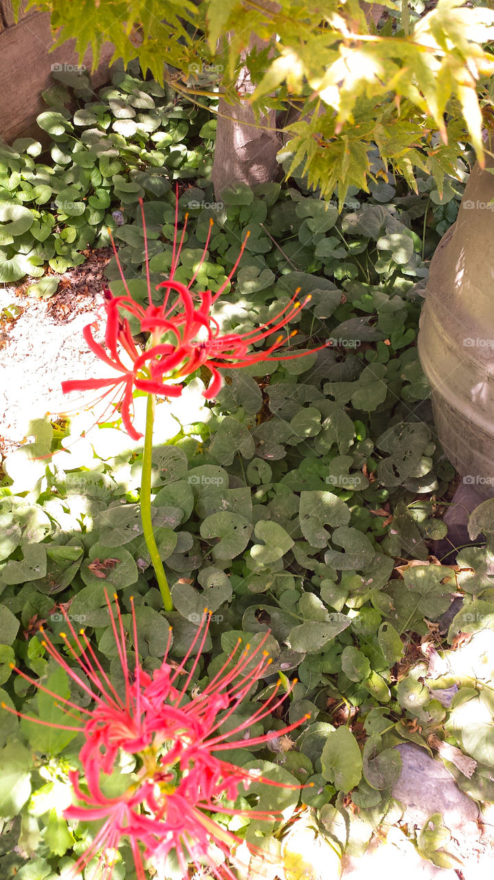 Red spider lily. Firework lily