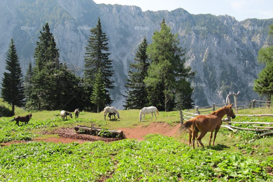 Group of horses in field