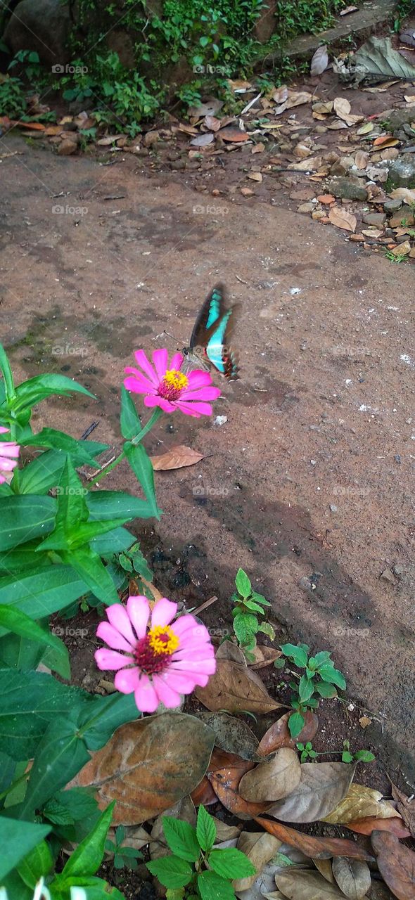 A blue winged butterfly partly alights on a zinnia flower