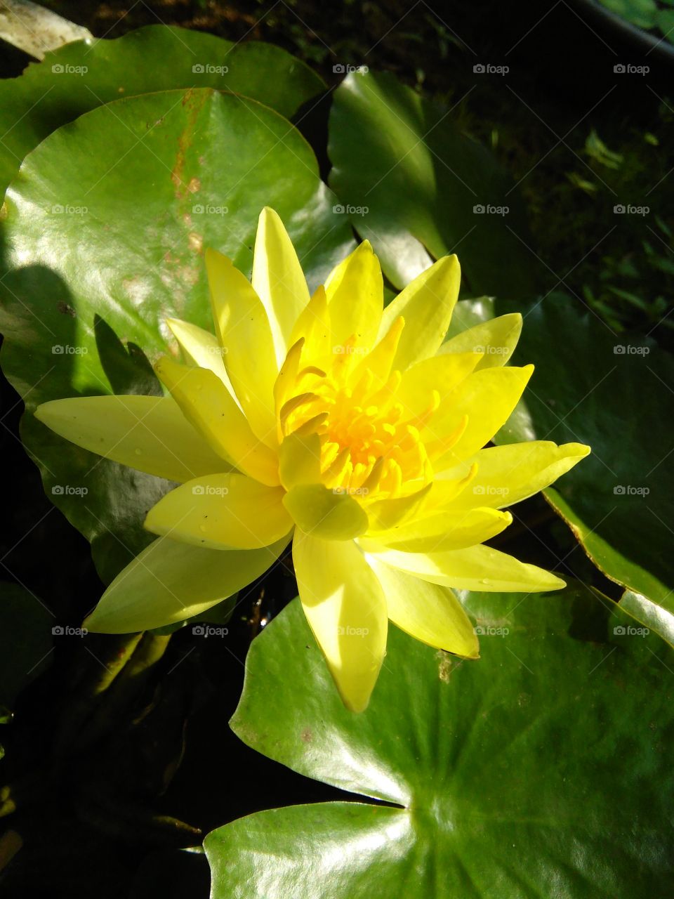 yellow lily flower of natural photo sri lanka