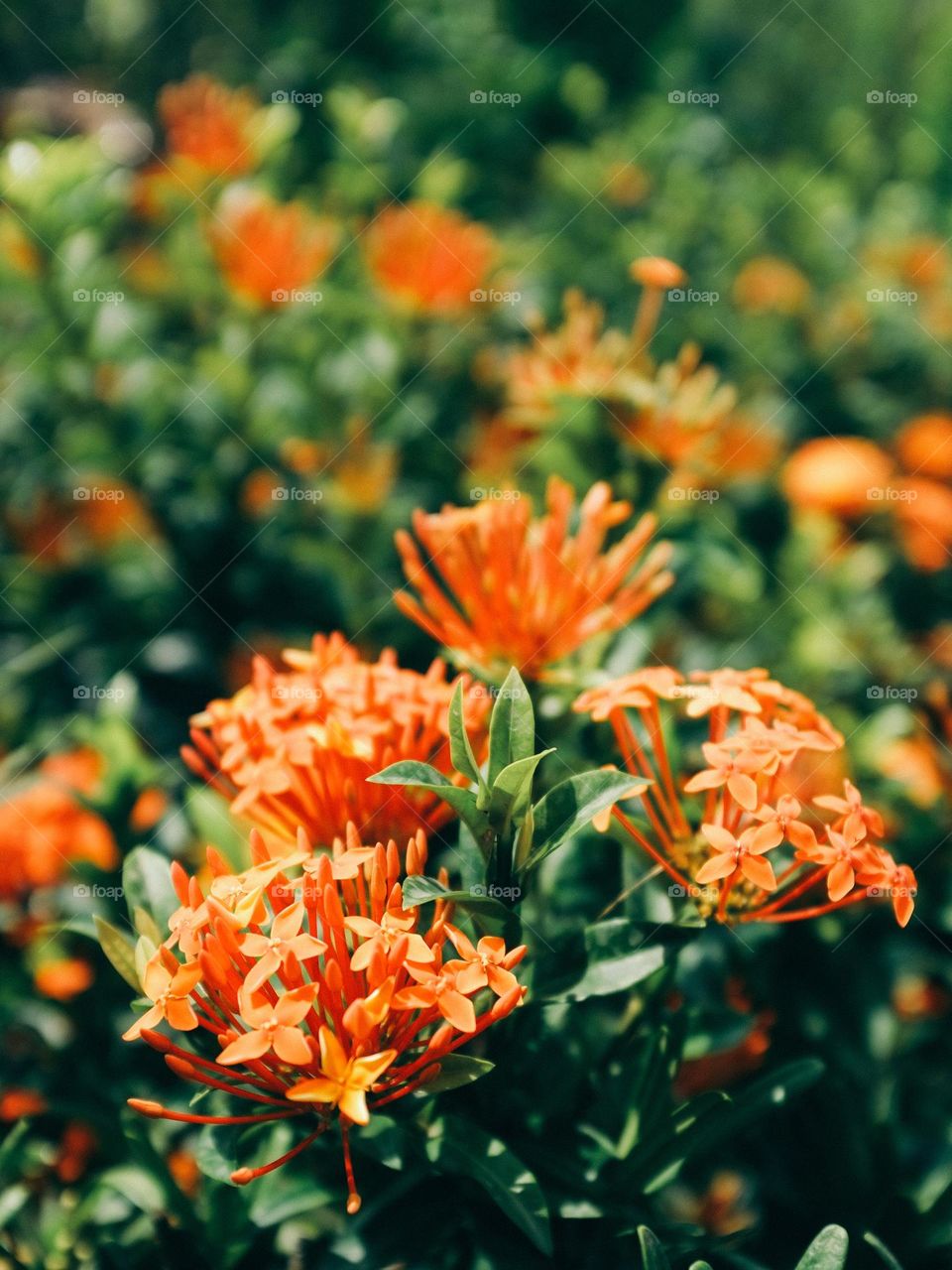 Close up of orange ixora plant in the morning sun