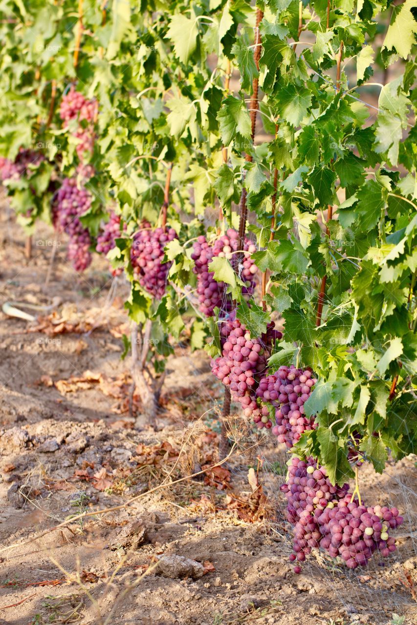 Pride can be different!