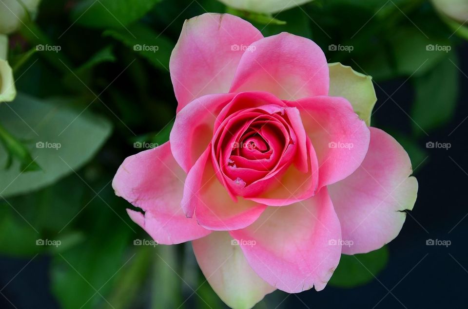 Beautiful rose