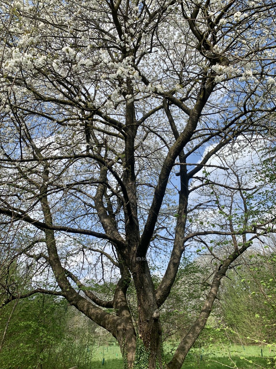 centenary cherry tree in the Lombardy countryside