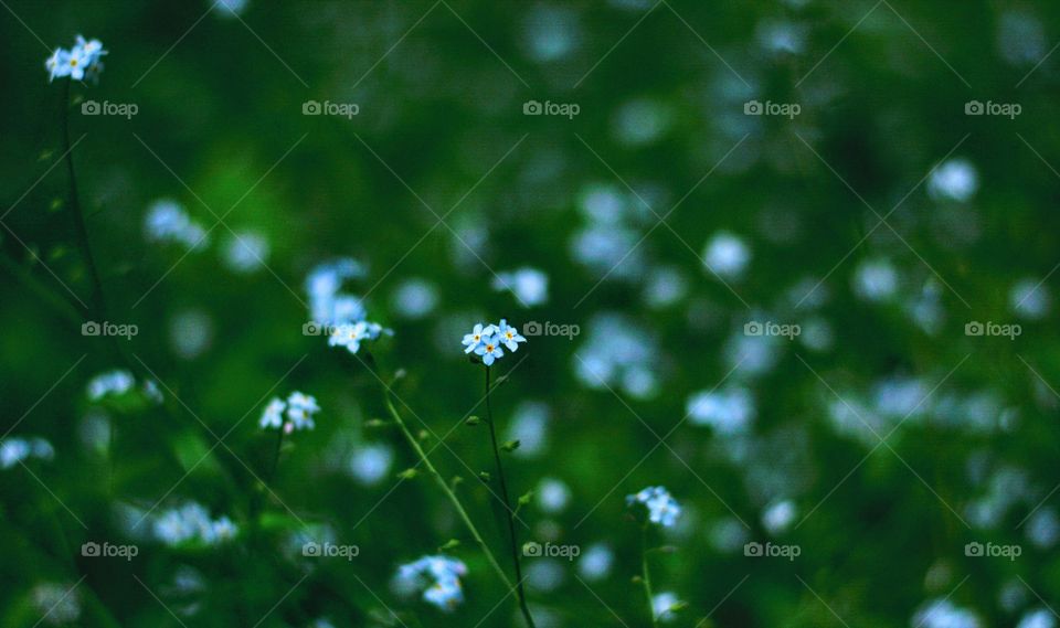 gentle beautiful flowers in the green grass summer time