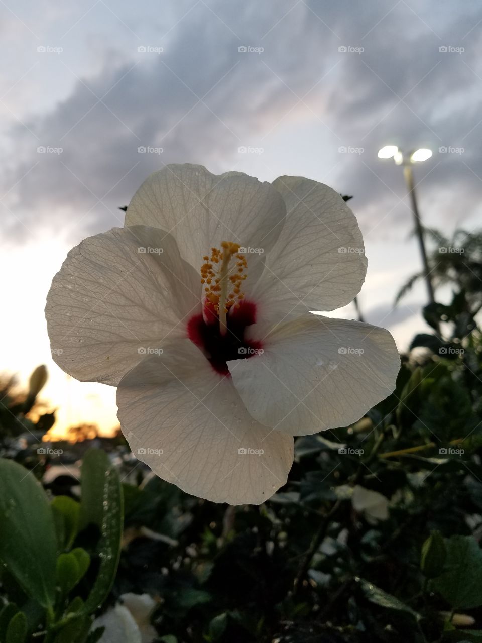 close up of a big white hibiscus at sunset
