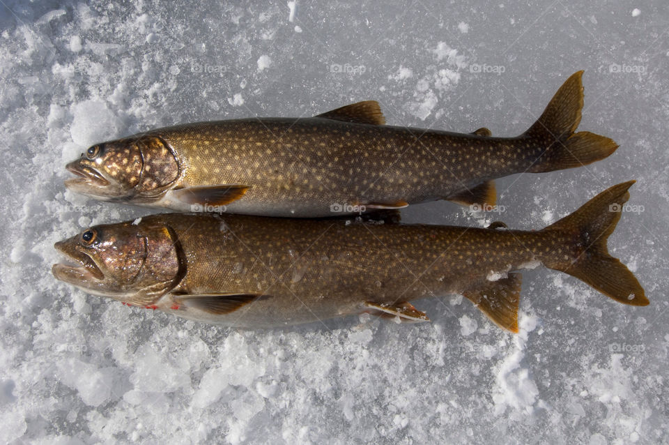 Two fish caught ice fishing