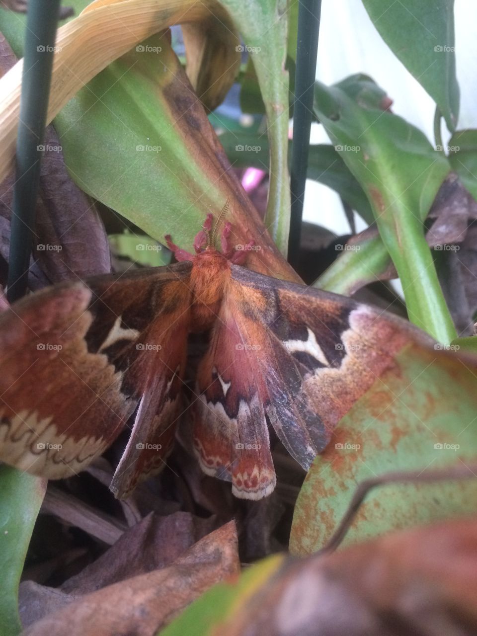 Large moth hidden in plant