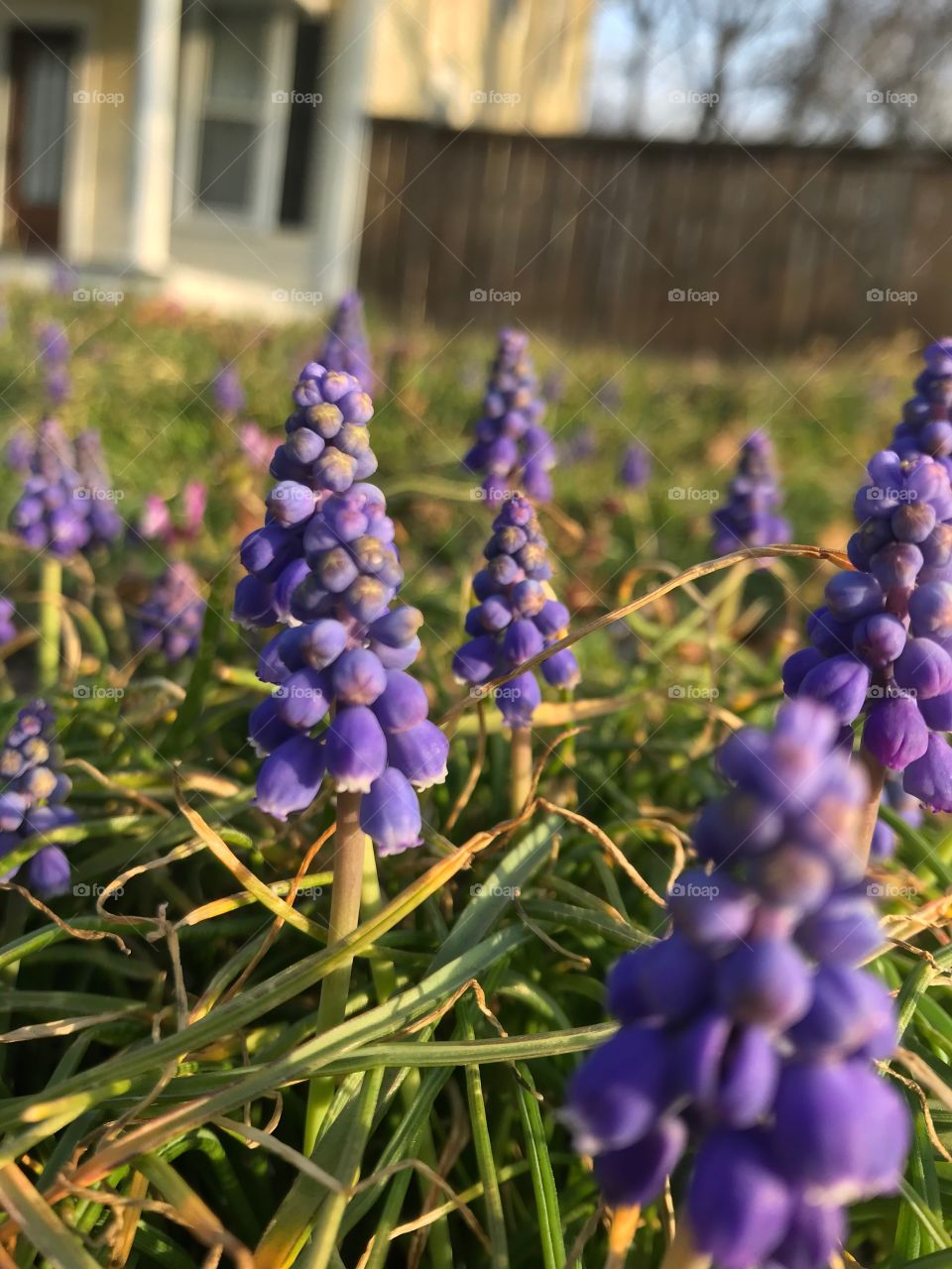 Spring Flowers