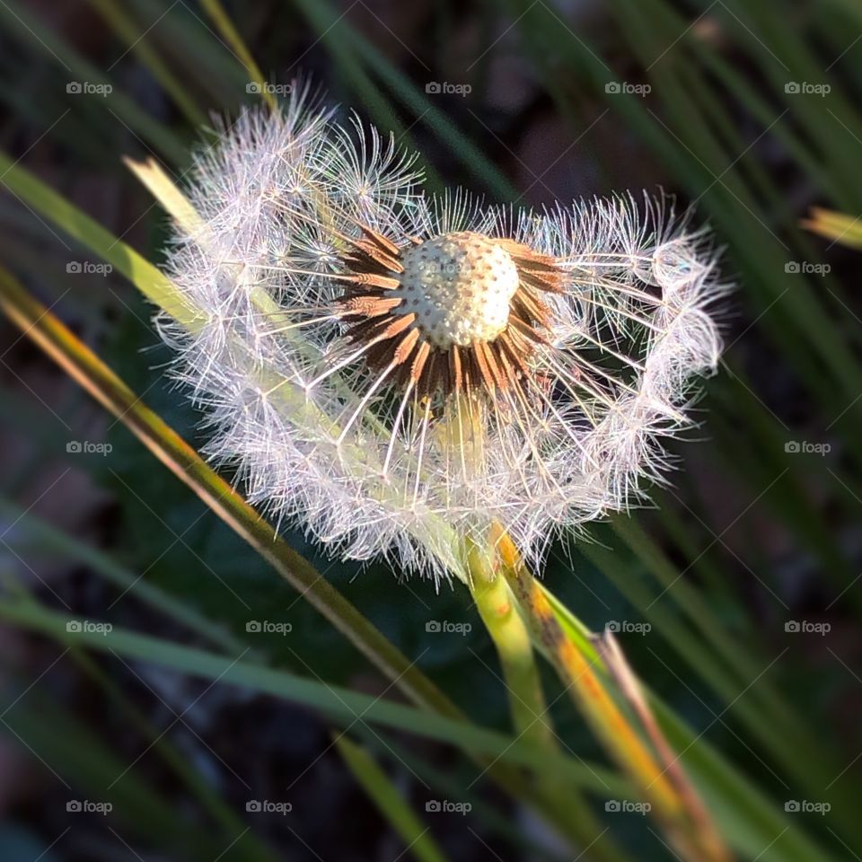 Dandelion 
