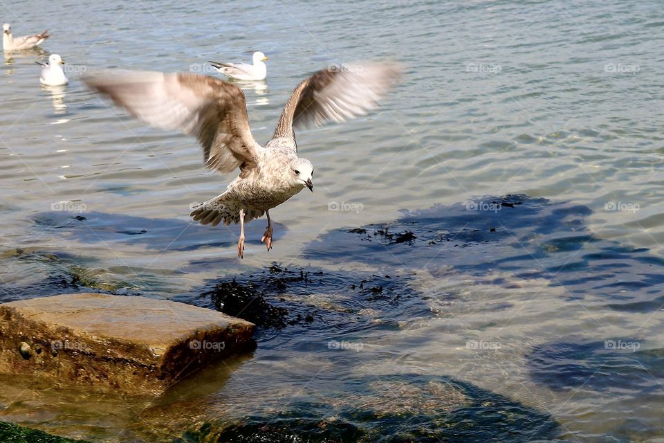 Seabirds of Swanage