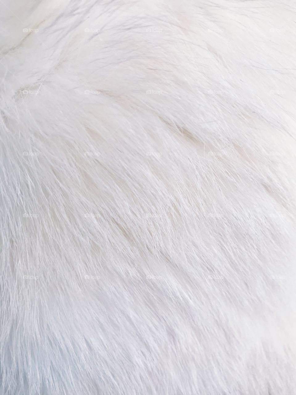 Fluffy White Animal Fur