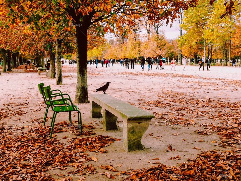 Black bird enjoying beautiful autumn park in Paris full of dry leaves.