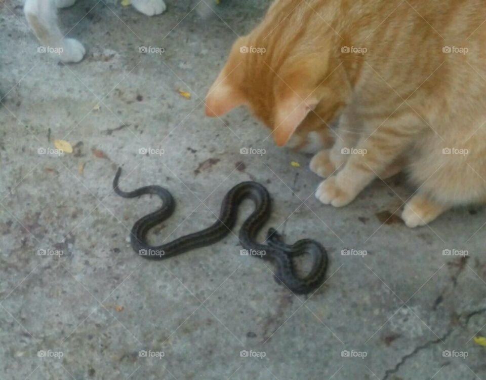 cat and snake
