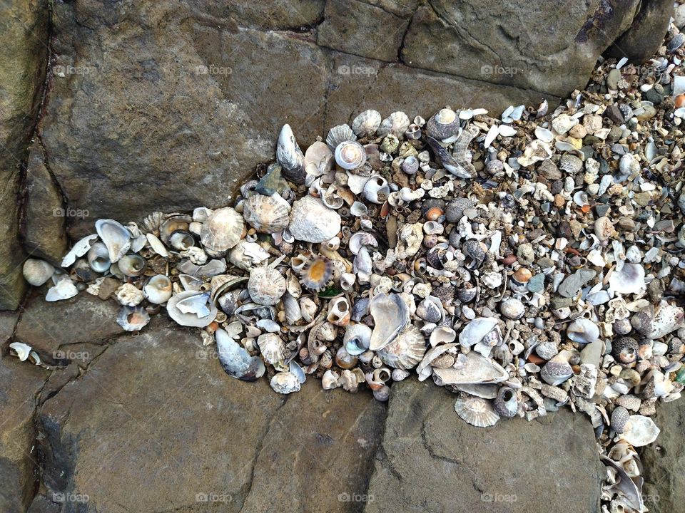 shells between rock