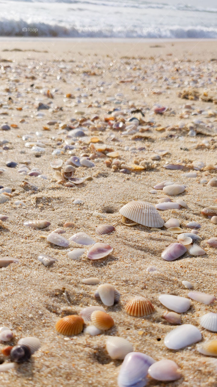 shining sea shells on beach