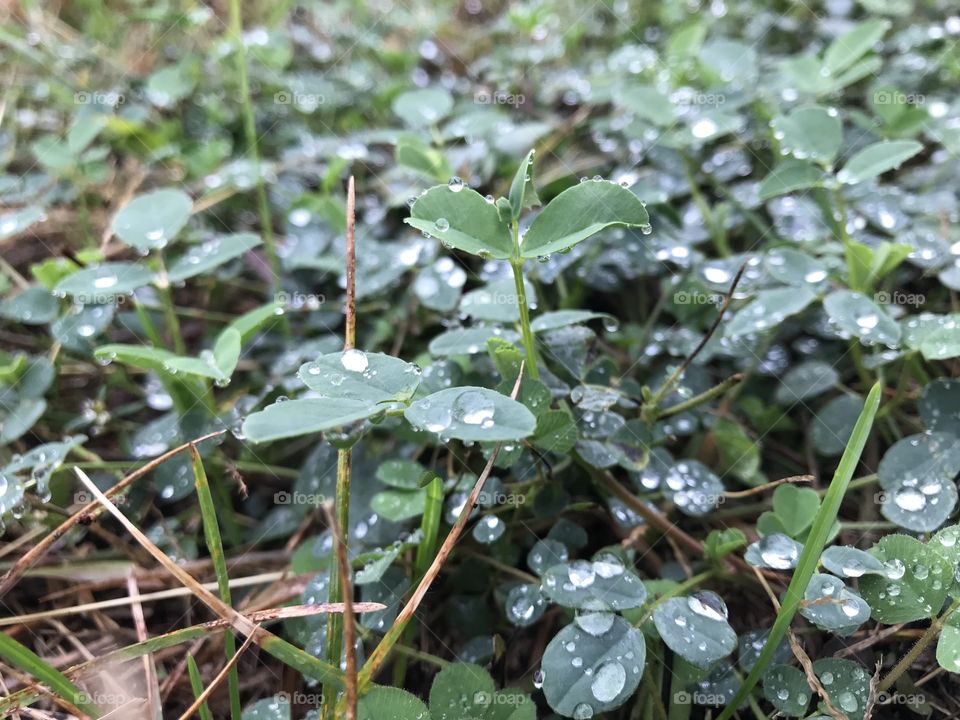 Rain drop clover