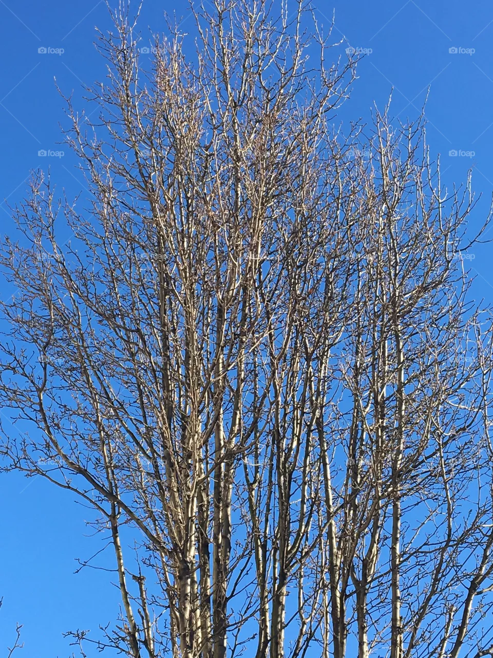 Trees and bright blue sky