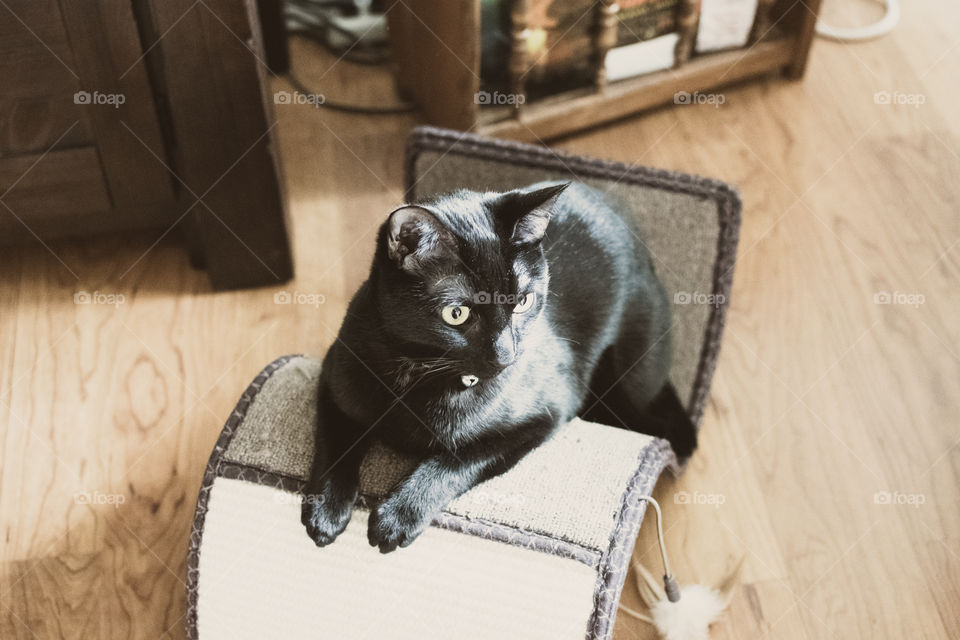 Cat on scratching pad